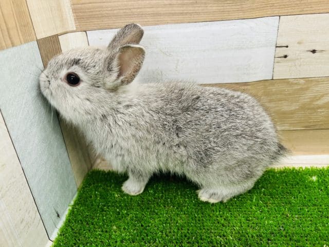 ネザーランドドワーフ