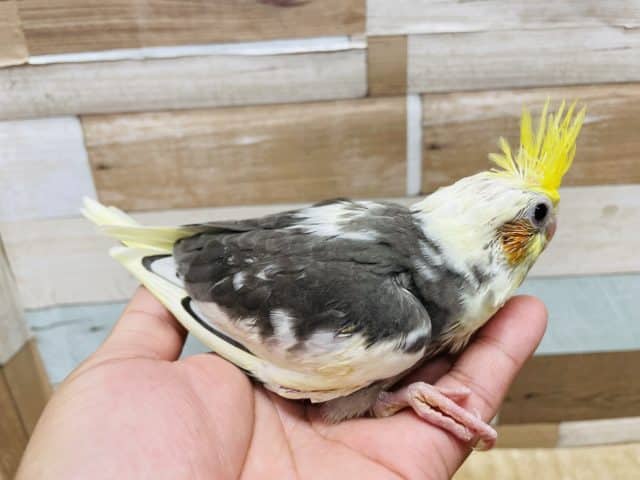 オカメインコ