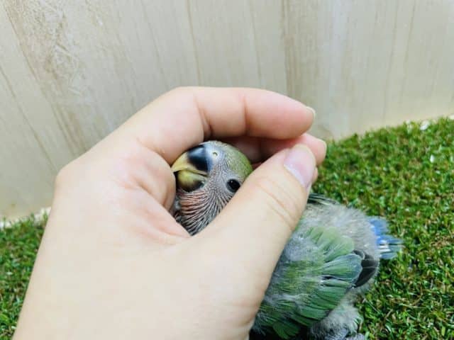 コザクラインコ（小桜インコ）