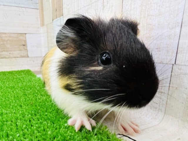 イングリッシュモルモット