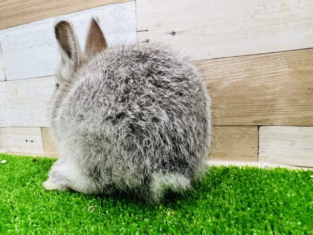 ネザーランドドワーフ