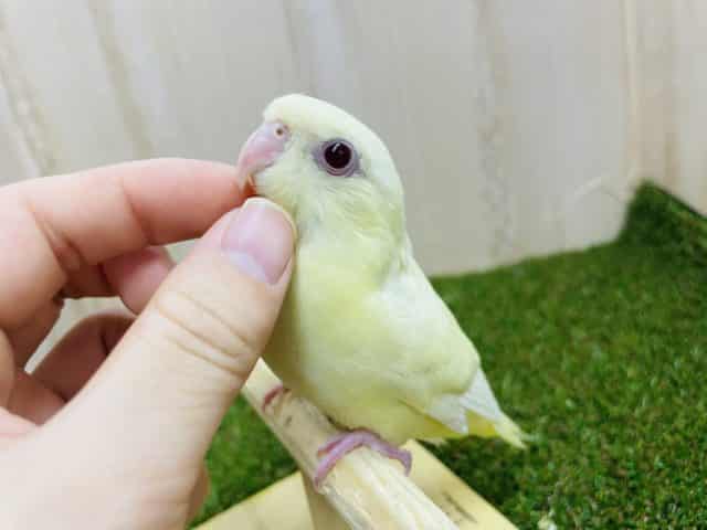 サザナミインコ