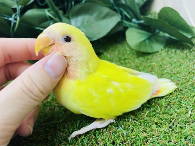 コザクラインコ（小桜インコ）