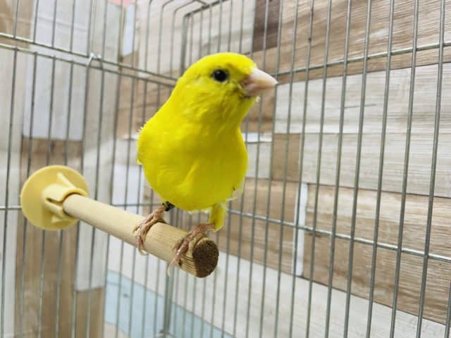 レモンカナリア