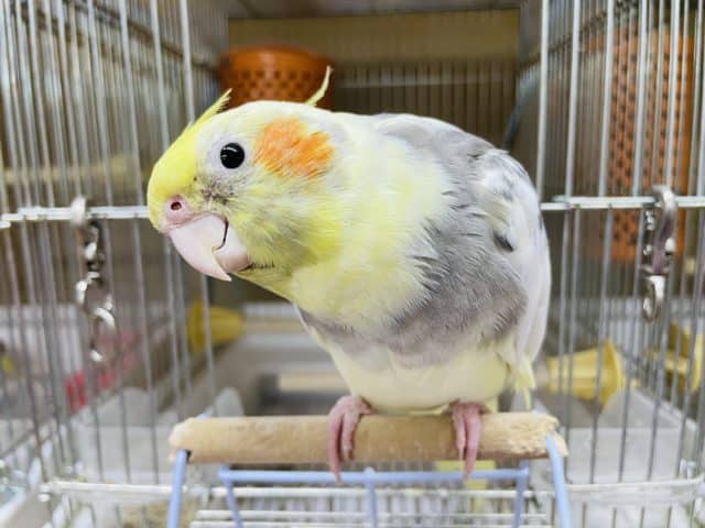 オカメインコ