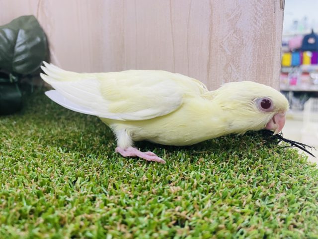 サザナミインコ