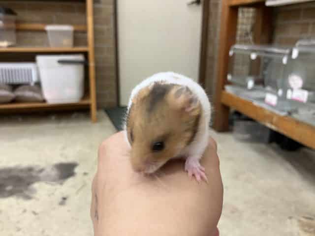 ゴールデンハムスター