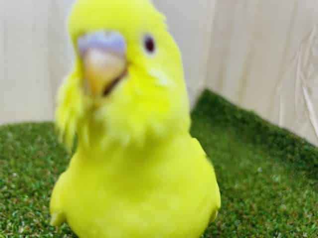 セキセイインコ