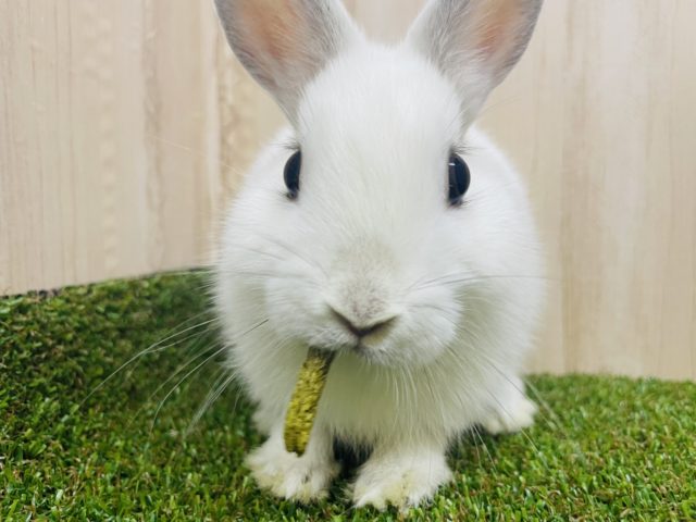 ネザーランドドワーフ