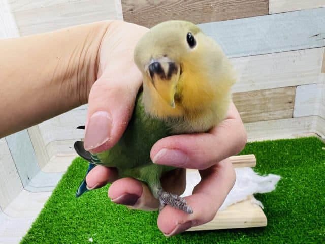 コザクラインコ（小桜インコ）