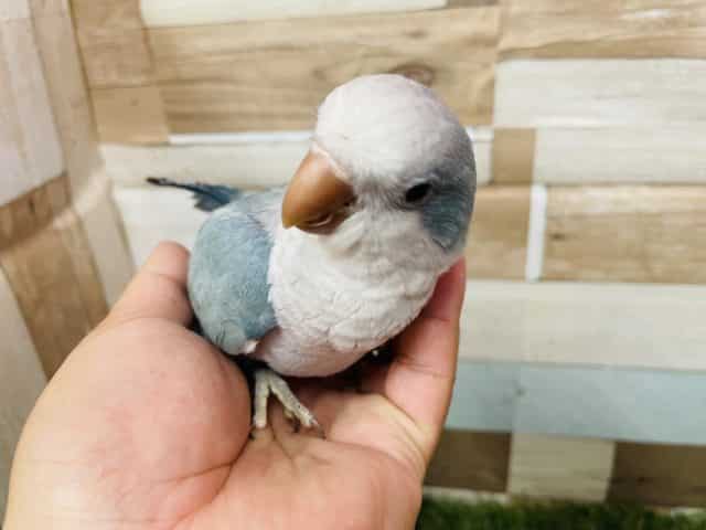 オキナインコ
