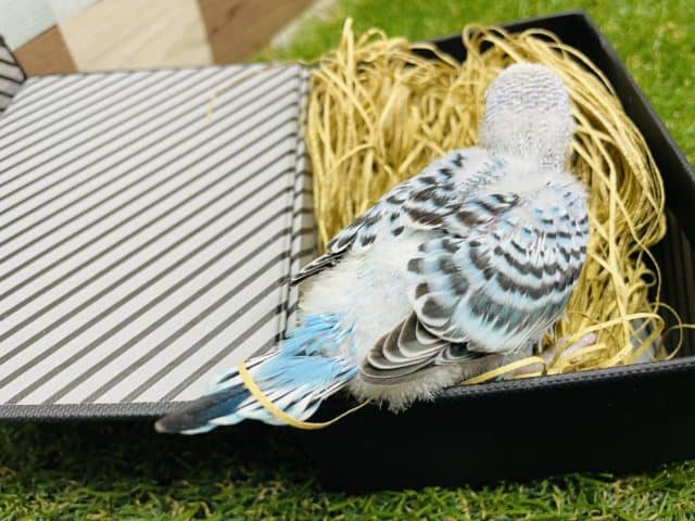 セキセイインコ