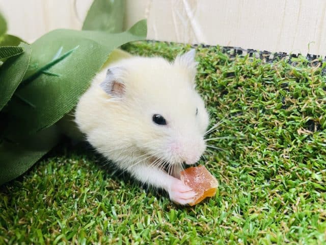 キンクマハムスター