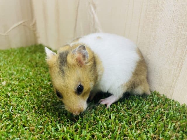 ゴールデンハムスター