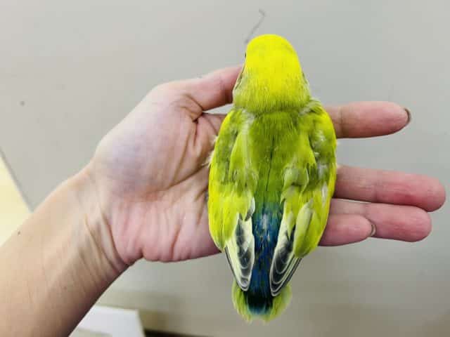 コザクラインコ（小桜インコ）