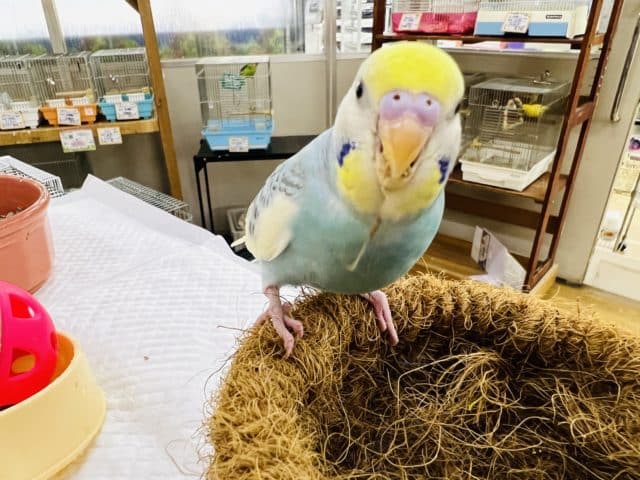セキセイインコ