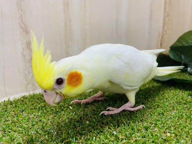 オカメインコ