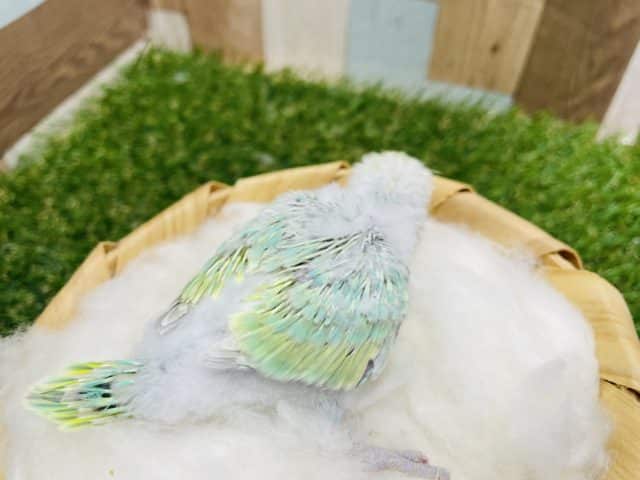 明るいグリーンの可愛いコ!セキセイインコのパステルカラーレインボー! セキセイインコ