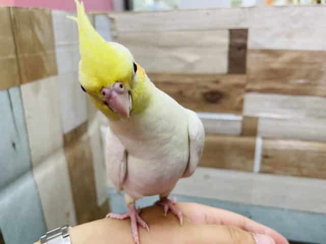 オカメインコ