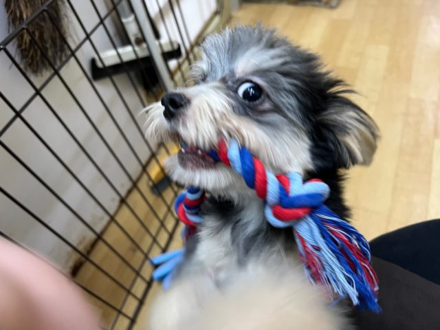 チワマル（マルチワ）