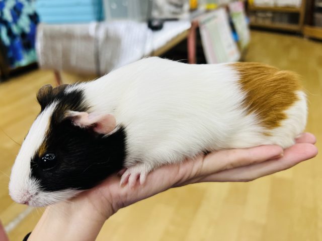 イングリッシュモルモット