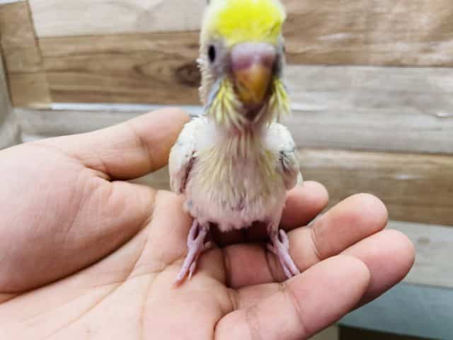イエロー多めな元気っ子!セキセイインコのパステルレインボーパイドカラー! セキセイインコ