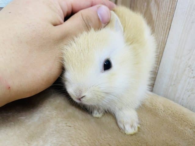 ネザーランドドワーフ