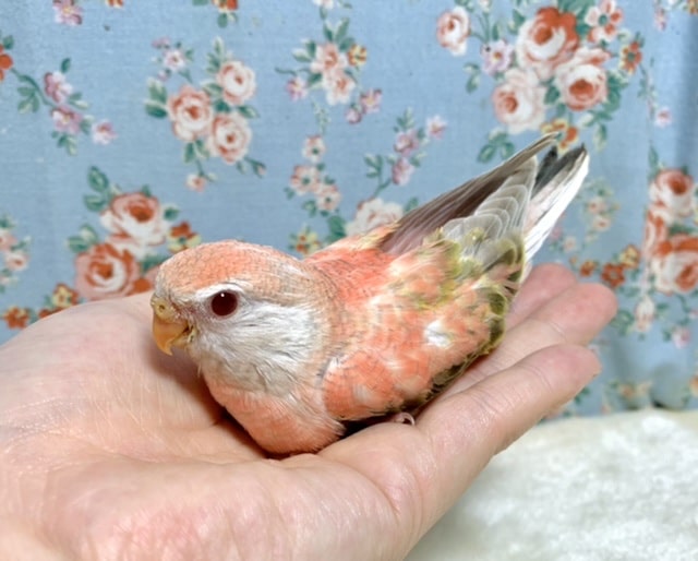 アキクサインコ（秋草インコ）