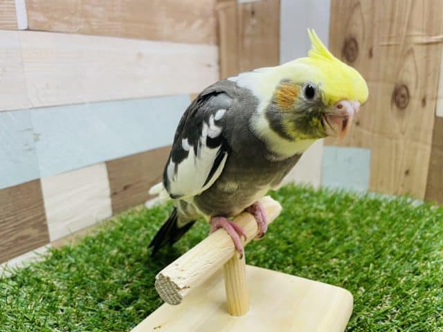 オカメインコ