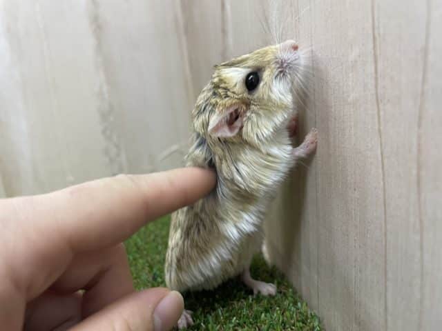 マカロニマウス（ファットテールジャービル、オブトアレチネズミ）