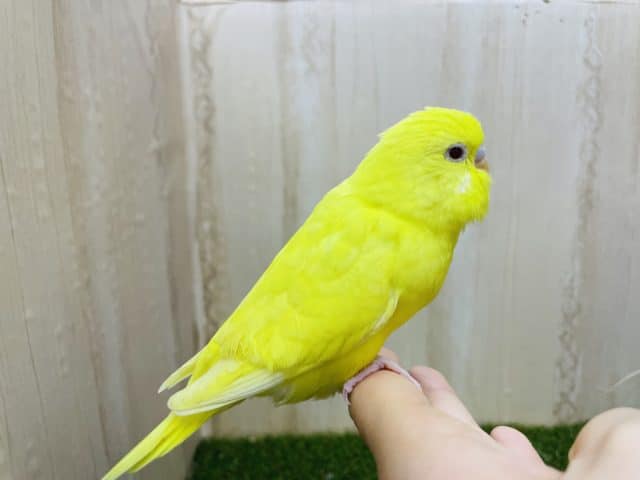 セキセイインコ