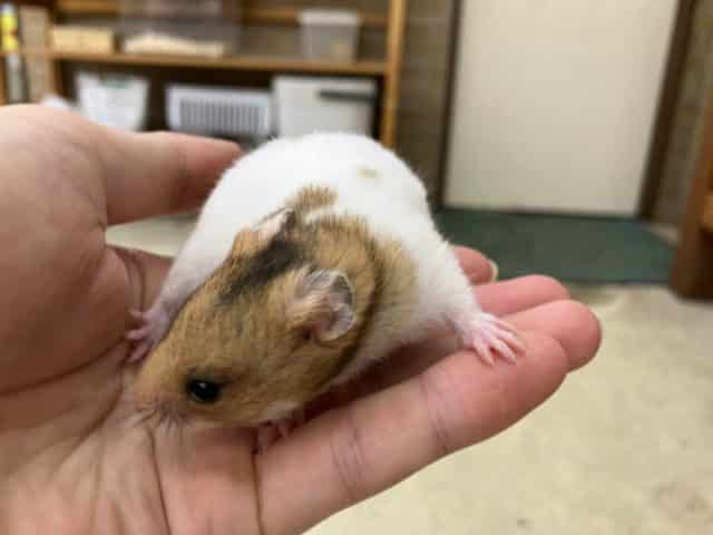 ゴールデンハムスター