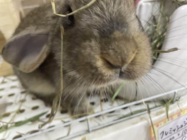 フレミッシュジャイアント