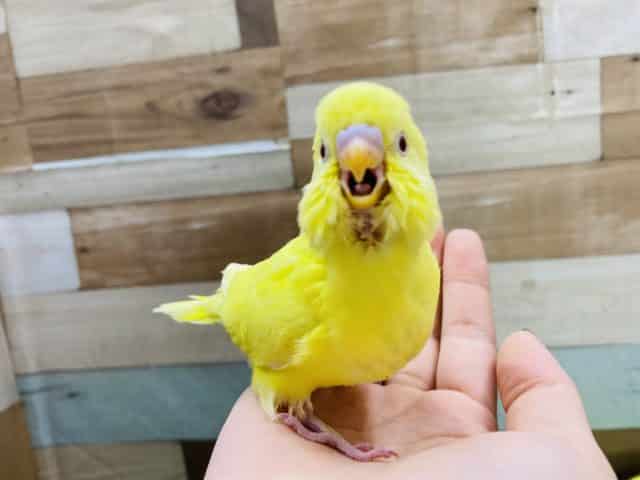 セキセイインコ