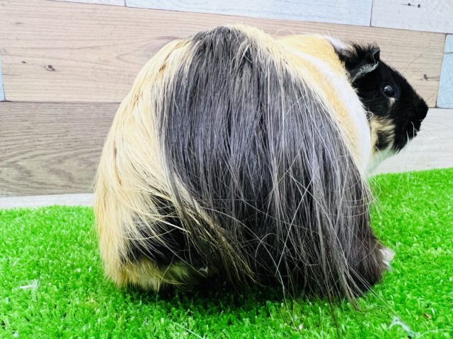 イングリッシュモルモット