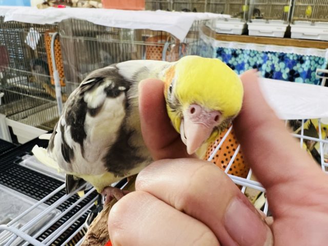 オカメインコ