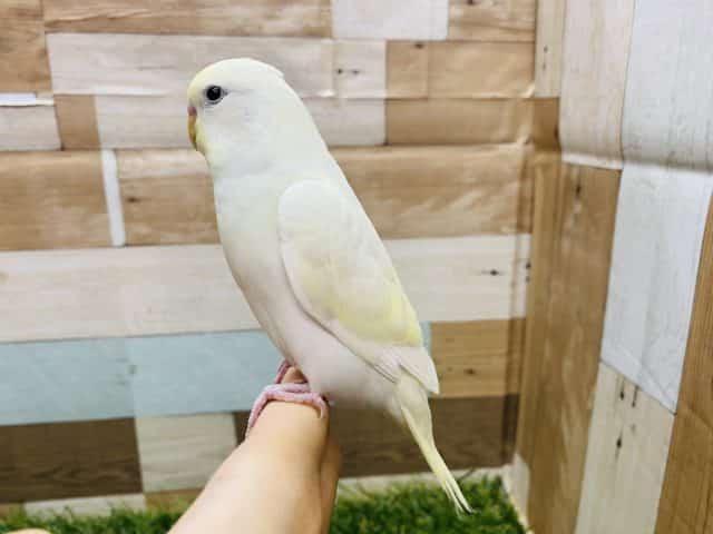 ふわっと優しいカラーのセキセイインコ!!人気のクリームやって来ました♪ セキセイインコ