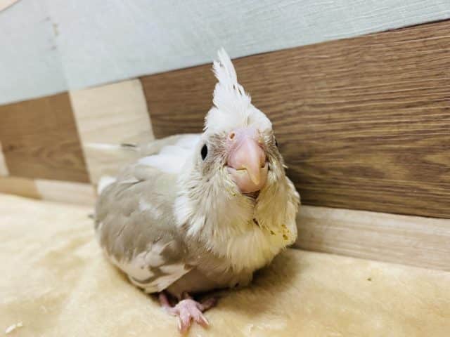 オカメインコ
