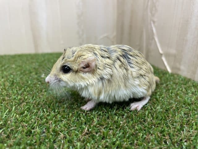 マカロニマウス（ファットテールジャービル、オブトアレチネズミ）