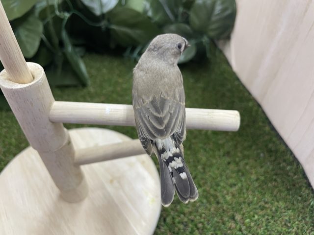 錦花鳥（キンカチョウ）