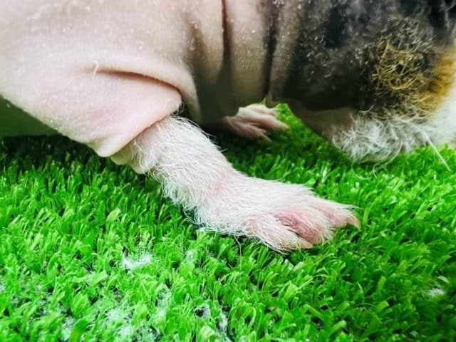 つるっ?もじゃ?三色カラーのスキニーギニアピッグ☆ スキニーギニアピッグ