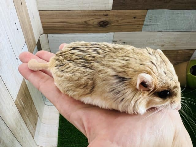 マカロニマウス（ファットテールジャービル、オブトアレチネズミ）