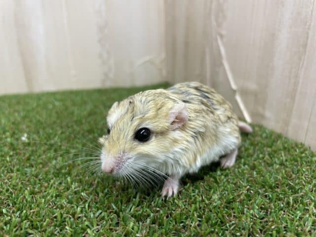 マカロニマウス（ファットテールジャービル、オブトアレチネズミ）