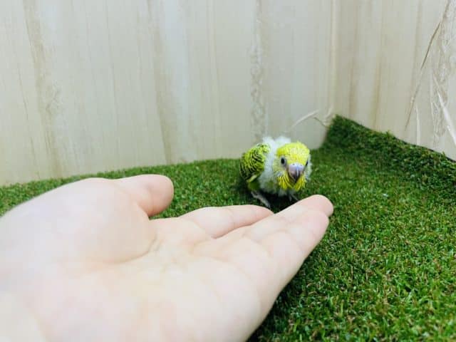 セキセイインコ