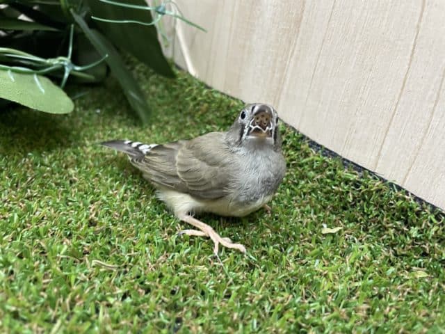 錦花鳥（キンカチョウ）