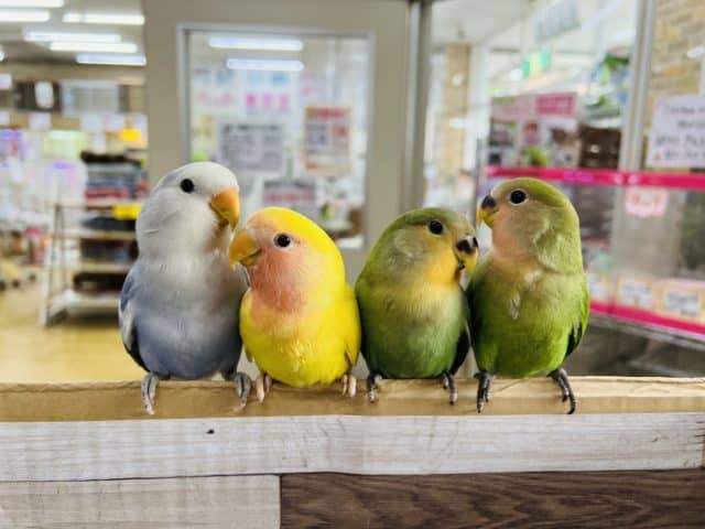 コザクラインコ（小桜インコ）