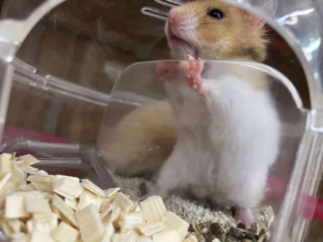 ゴールデンハムスター