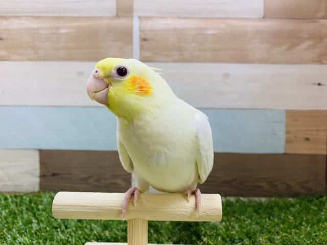 オカメインコ