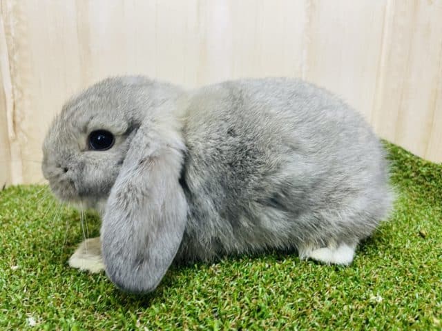 ロップイヤーラビット