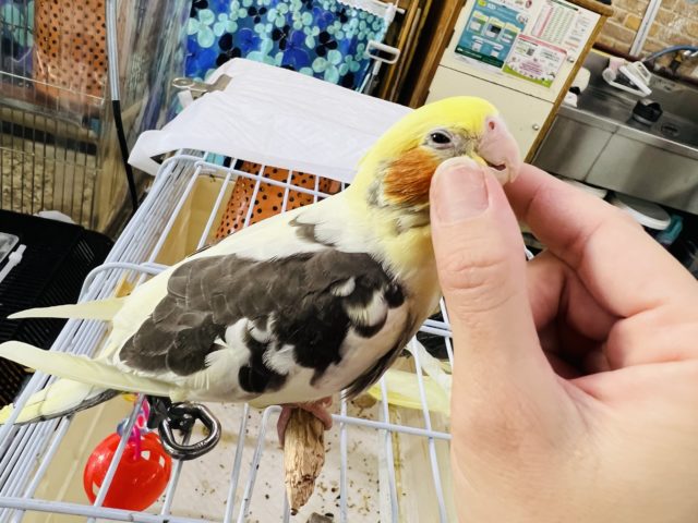 オカメインコ
